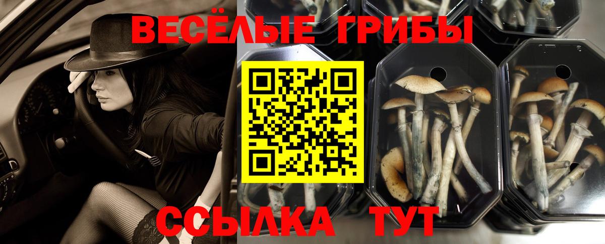 Псилоцибиновые грибы GOLDEN TEACHER Тимашёвск
